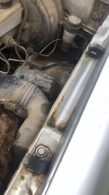 Грызун под капотом #shorts смотреть онлайн