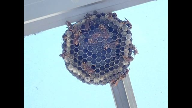 アシナガバチ　巣の様子 смотреть онлайн