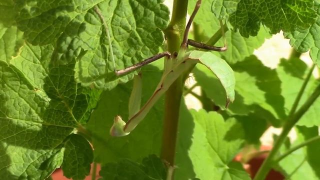 Hierodula Membranacea relaxing in spring sun :-) смотреть онлайн
