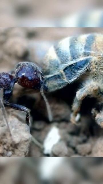 Муравьи в ульях. Что делать? #5 #shorts #bee #пчеловодство смотреть онлайн