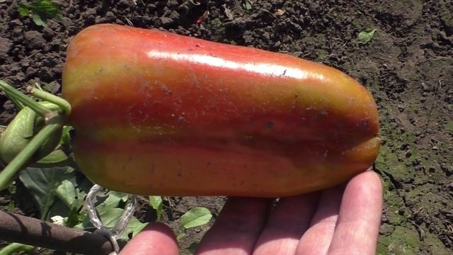 Сладкий перец ПОЛЕТ, описание, опыт выращивания. смотреть онлайн