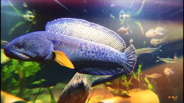 Top 10 Most Beautiful Channa Barca | Amazing Snakehead Fish of All Time смотреть онлайн