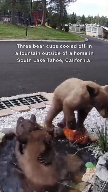 Bear Cubs Play in Fountain Outside Lake Tahoe Home смотреть онлайн