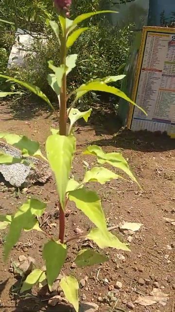 cute flower plant lovers 🌷 смотреть онлайн