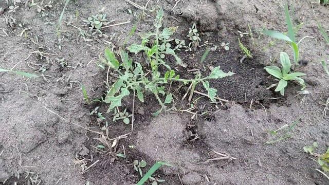 Колорадский жук на томатах.🪳 смотреть онлайн