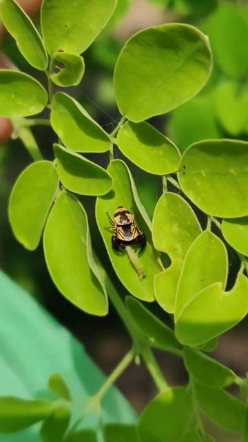 Wasp mimic Jumping Spider #nature #wildlife #spider #andhrapradesh #wildlifeplanet #feeding смотреть онлайн