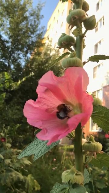 Шмель. Шмель. смотреть онлайн