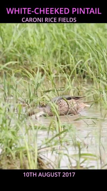 #White-cheeked #Pintail #shorts смотреть онлайн