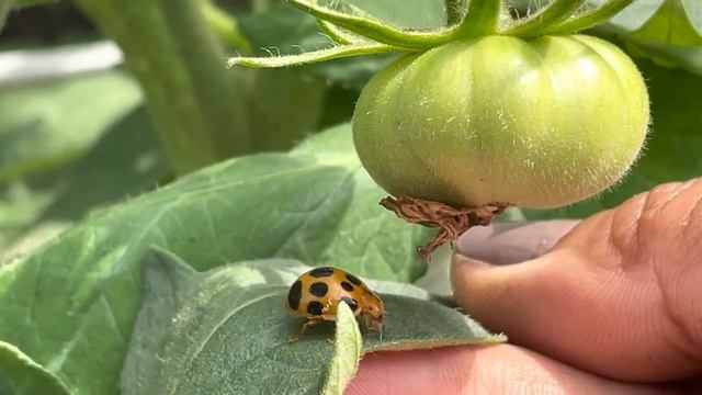 3 COLORS OF LADYBUGS WE FOUND IN OUR GARDEN смотреть онлайн