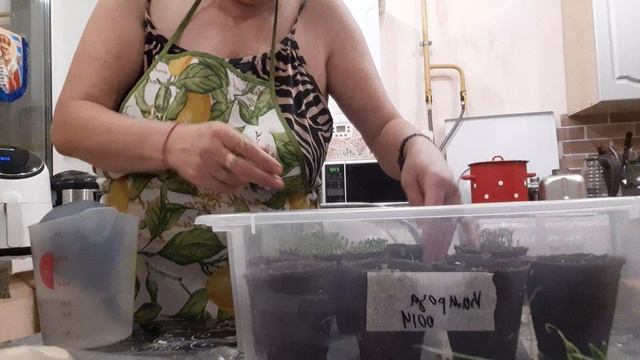 Идеальная Рассада моя , Меня обокрали🙈🤣🤏 Йогурт 🔥 Булочки на Йогурте Улёт. Новые Семена сами смотреть онлайн