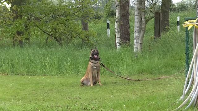Dios von der schwarzen Mamba Zuchtzulassung Deutscher Malinois Club DMC Mai 2021 смотреть онлайн