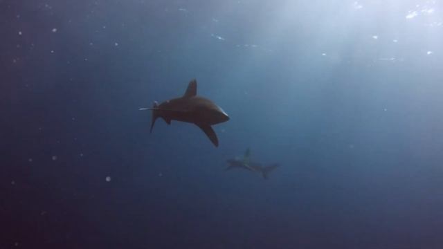 Oceanic whitetip shark encounter смотреть онлайн
