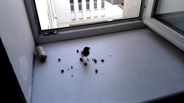 Незваный гость в офисе смотреть онлайн