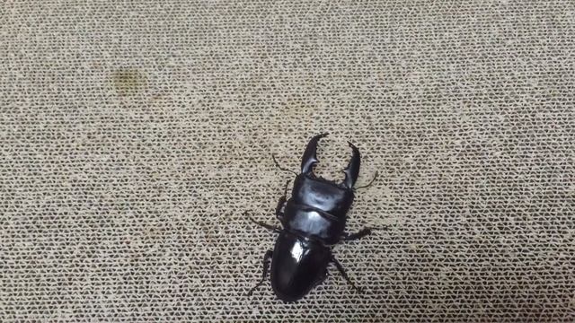 スマトラオオヒラタアチェの顎の太さ比べ Dorcus titanus yasuokai смотреть онлайн