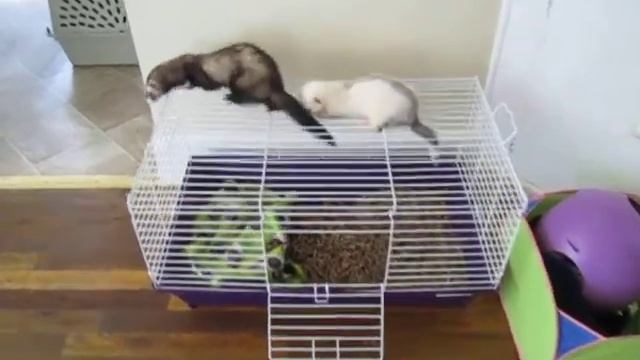 Ferrets playing and climbing their cage. смотреть онлайн