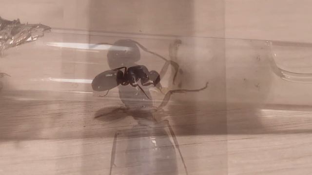 Муравьи Camponotus herculeanus | Содержание дома | Обзор колонии смотреть онлайн