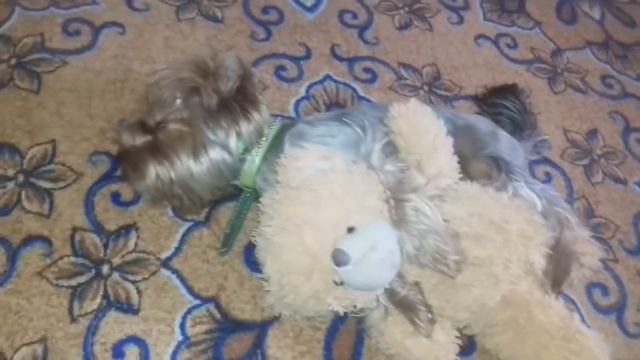 Йорк Филя смотреть онлайн