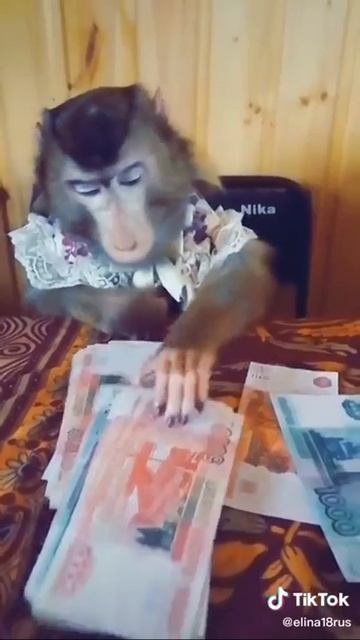 Обезьяна чи чи чи смотреть онлайн