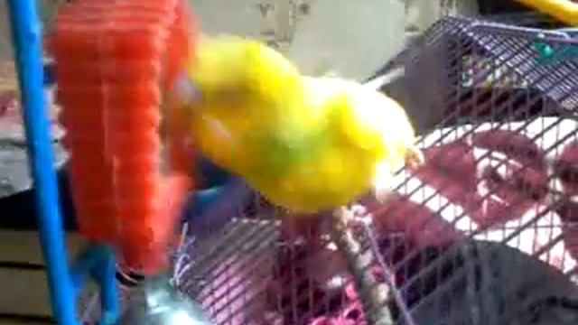 Попугай Гоша играется смотреть онлайн