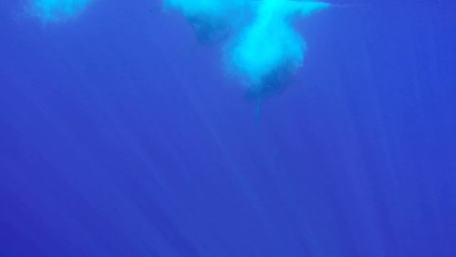 Swimming with Humpback Whales 4k смотреть онлайн