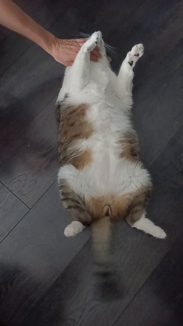 Хвост-маятник с ручным приводом смотреть онлайн