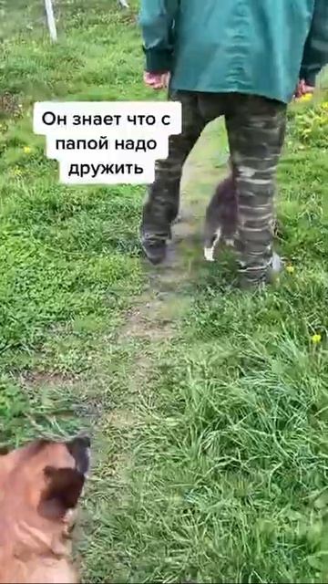 Кот ходит за хозяином #коты смотреть онлайн