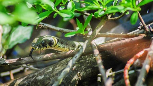 Жълтоуха (обикновена) водна змия/Сива (дългоглава) водна змия/Grass snake / Dice snake смотреть онлайн