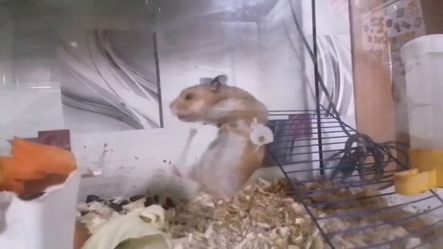 🐹=🤗😉😂Кот наблюдает за хомяками! 😺 смотреть онлайн