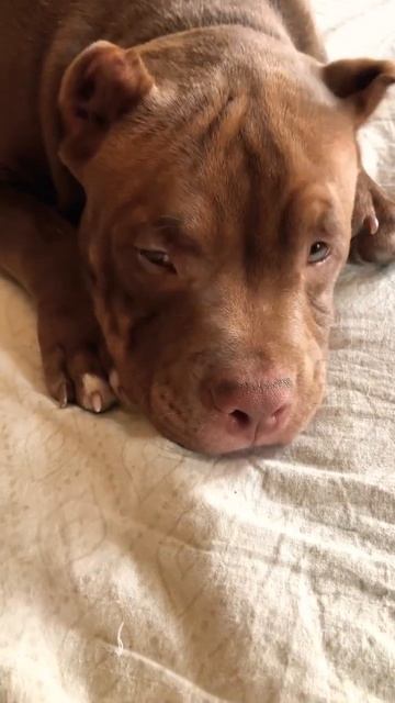 Американский булли #shorts #americanbully #американскийбулли #американскийбуллипитомник смотреть онлайн