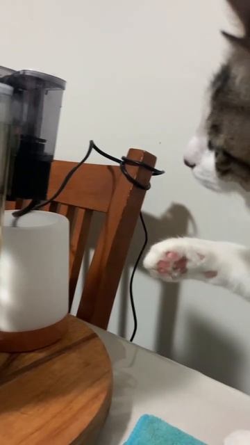 Cat And Betta Fish #shorts #shortvideo #shortsfeed #motherofpearls смотреть онлайн