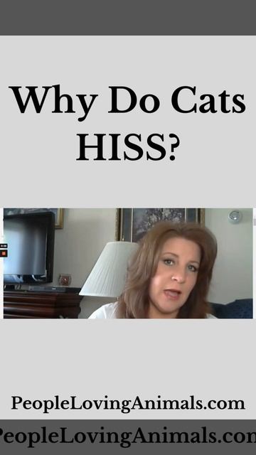 Why Do Cats HISS? #Short смотреть онлайн