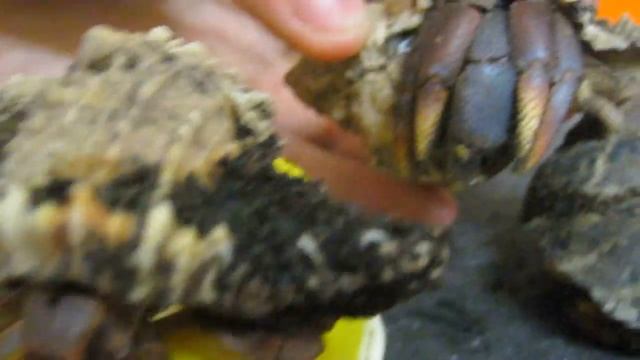 Coenobita Clypeatus Purple Pincher Hermit Crabs