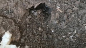 Крысы ели утят и гусят