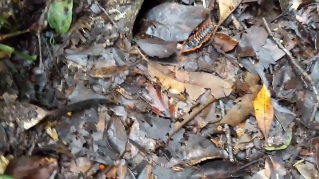 Trilobite Beetle in the Mount Kinabalu National Park, Sabah смотреть онлайн