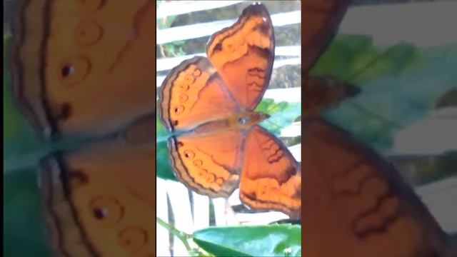 Nature: Red Butterfly смотреть онлайн