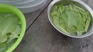 заготовки на зиму, листья салата