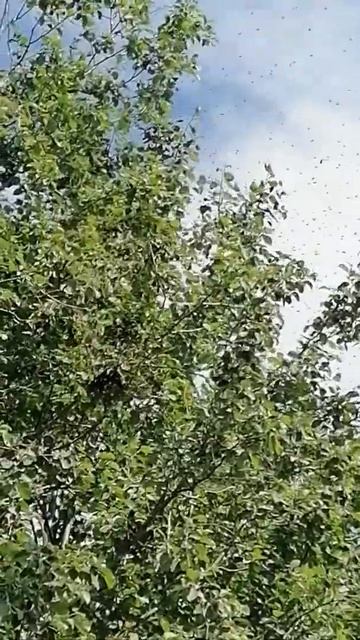 Как летит рой пчёл смотреть онлайн