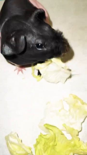 Guinea pig salat смотреть онлайн