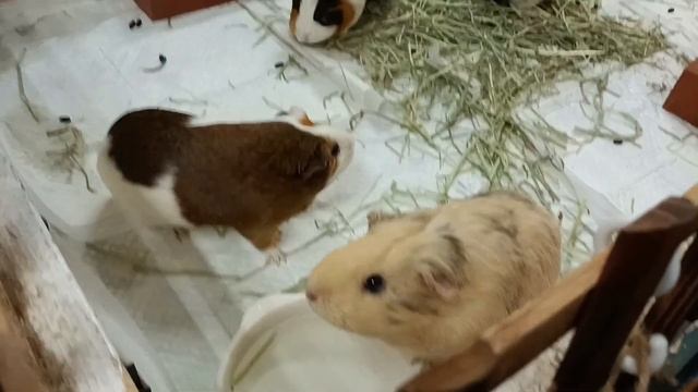 モルモットバレンタイン会に参加してきました♬他の家のモルちゃんとまろんが禁断の... смотреть онлайн