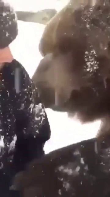 дружба медведя и человека миф или реальность смотреть онлайн