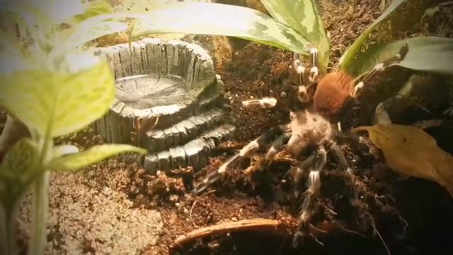 Don't be a nhandu! смотреть онлайн