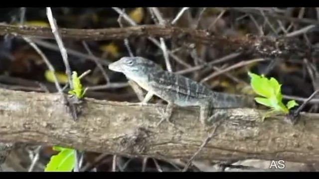 Anolis bonairensis, Aruba,11/2010-Antonio Silveira смотреть онлайн