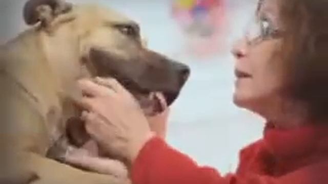 Adote Um Amigo - 4 смотреть онлайн