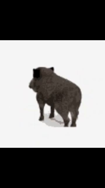 Кабан просто крутится под супер айдол #залетит #рекомендации #рек #реки смотреть онлайн