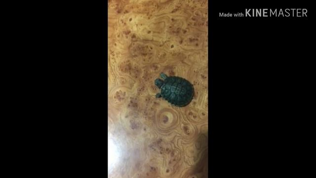 Как изменилась черепашка смотреть онлайн