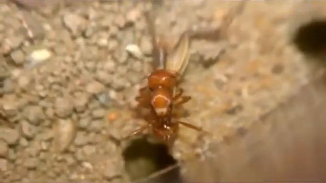Pogonomyrmex californicus queen and nanitic enjoying a cricket together смотреть онлайн