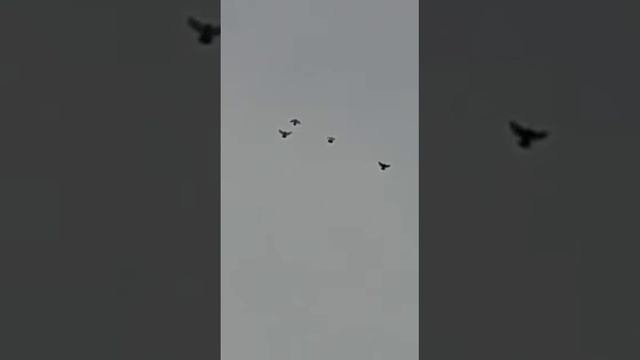 голуби.Жени.с.Елань-Колено.Воронежской.обл. смотреть онлайн