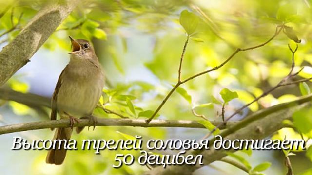 Соловей. Интересно знать #соловей #факты #животные #птицы #птица #фактыоживотных #зоология #природа