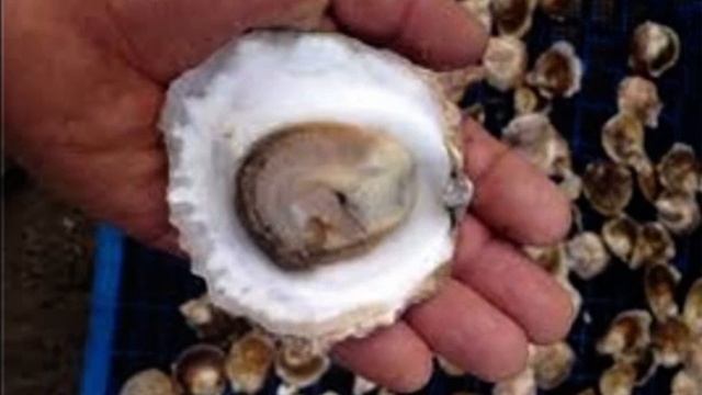 The Ostrea Angasi: Australian Delicacy, or Invasive Pest? смотреть онлайн