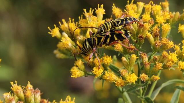 Longhorned Beetle Wasp Mimic - Locust borer смотреть онлайн